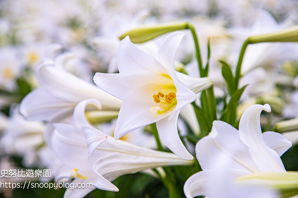  @史努比遊樂園