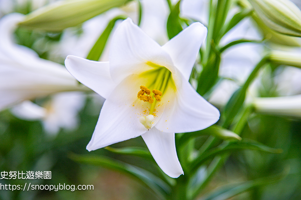  @史努比遊樂園