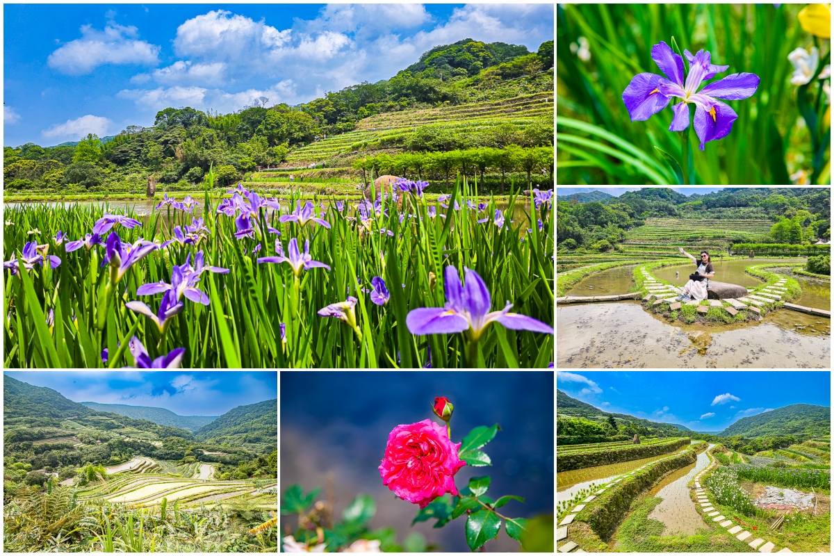 【新北石門】石門嵩山百年梯田鳶尾花開|漫步紫色鳶尾花海,走進梵谷印象派夢幻畫中 @史努比遊樂園 @史努比遊樂園