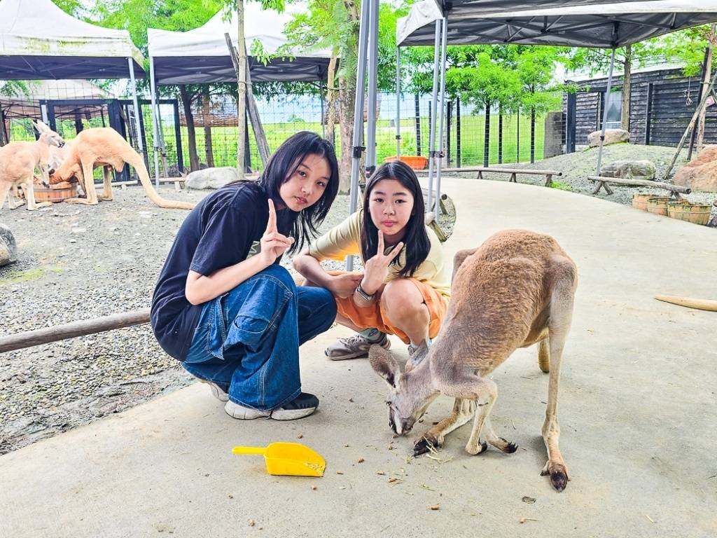 宜蘭蘭陽動植物王國|馴鷹體驗營~超近距離與水豚、袋鼠、羊駝、鸚鵡互動!茶杯豬、貓咪咖啡廳一次玩 @史努比遊樂園 @史努比遊樂園