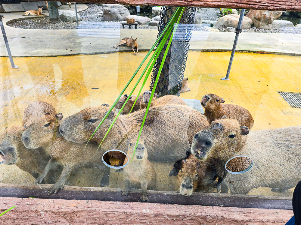  @史努比遊樂園
