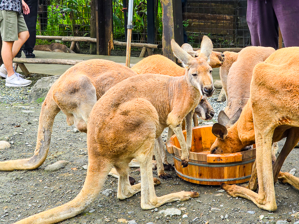 宜蘭蘭陽動植物王國|馴鷹體驗營~超近距離與水豚、袋鼠、羊駝、鸚鵡互動!茶杯豬、貓咪咖啡廳一次玩 @史努比遊樂園 @史努比遊樂園