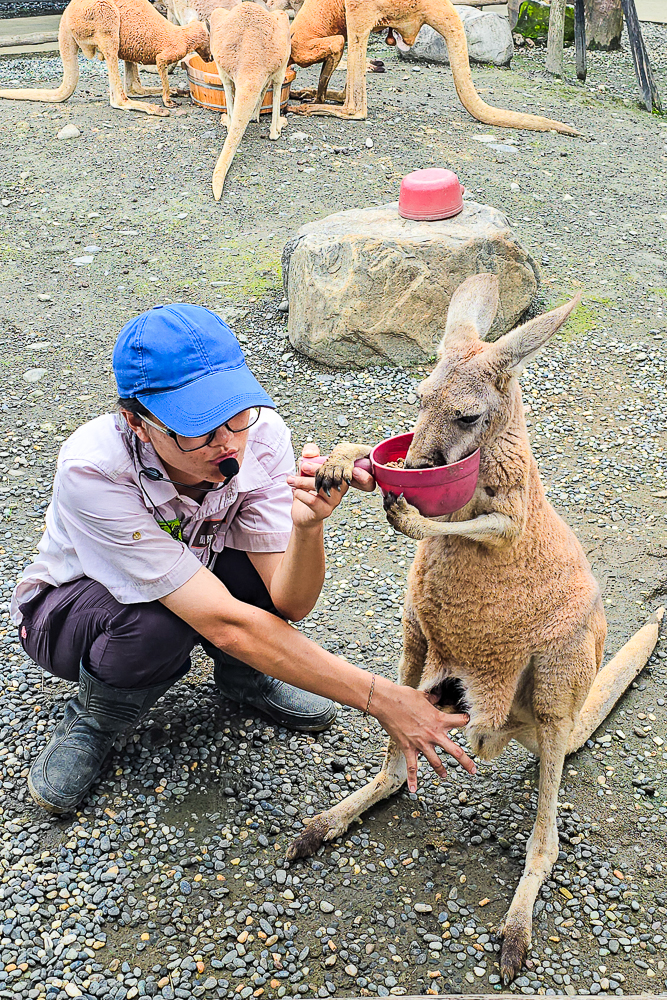 宜蘭蘭陽動植物王國|馴鷹體驗營~超近距離與水豚、袋鼠、羊駝、鸚鵡互動!茶杯豬、貓咪咖啡廳一次玩 @史努比遊樂園 @史努比遊樂園
