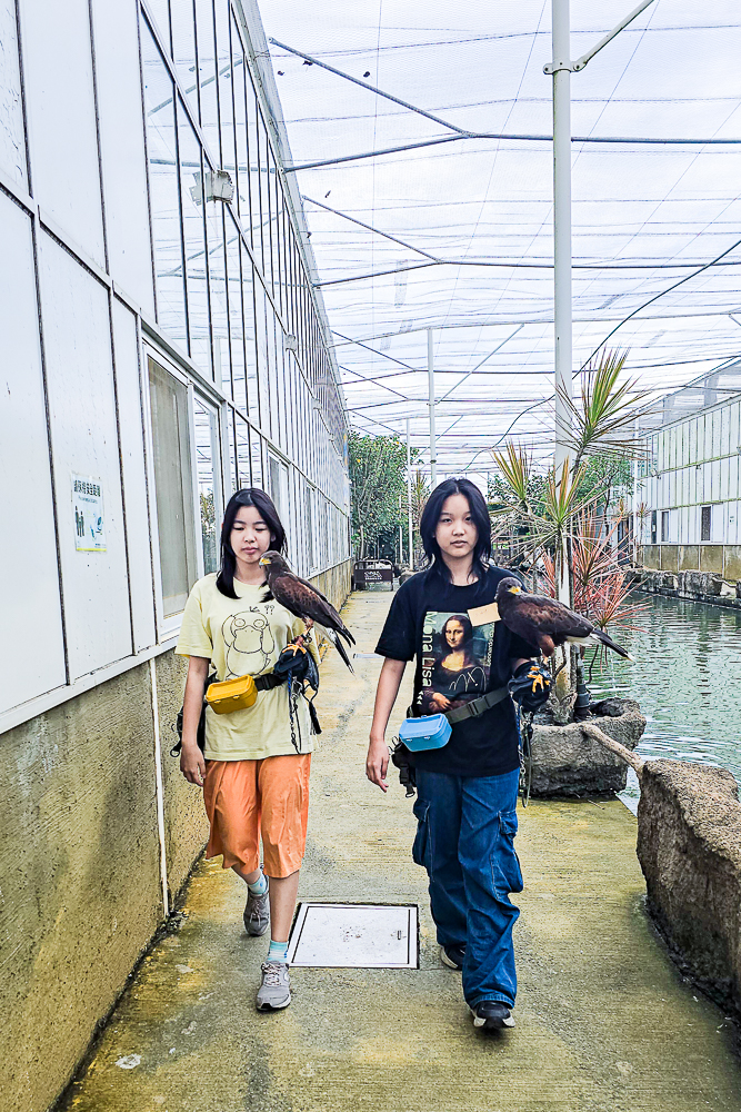 宜蘭蘭陽動植物王國|馴鷹體驗營~超近距離與水豚、袋鼠、羊駝、鸚鵡互動!茶杯豬、貓咪咖啡廳一次玩 @史努比遊樂園 @史努比遊樂園