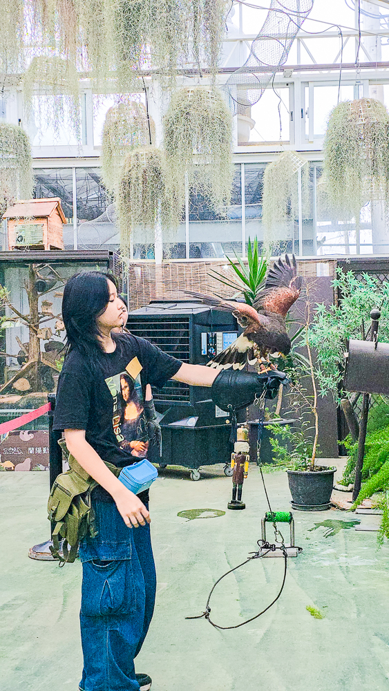 宜蘭蘭陽動植物王國|馴鷹體驗營~超近距離與水豚、袋鼠、羊駝、鸚鵡互動!茶杯豬、貓咪咖啡廳一次玩 @史努比遊樂園 @史努比遊樂園