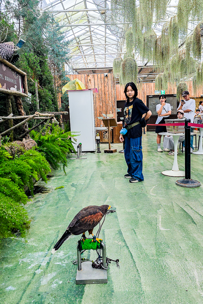宜蘭蘭陽動植物王國|馴鷹體驗營~超近距離與水豚、袋鼠、羊駝、鸚鵡互動!茶杯豬、貓咪咖啡廳一次玩 @史努比遊樂園 @史努比遊樂園