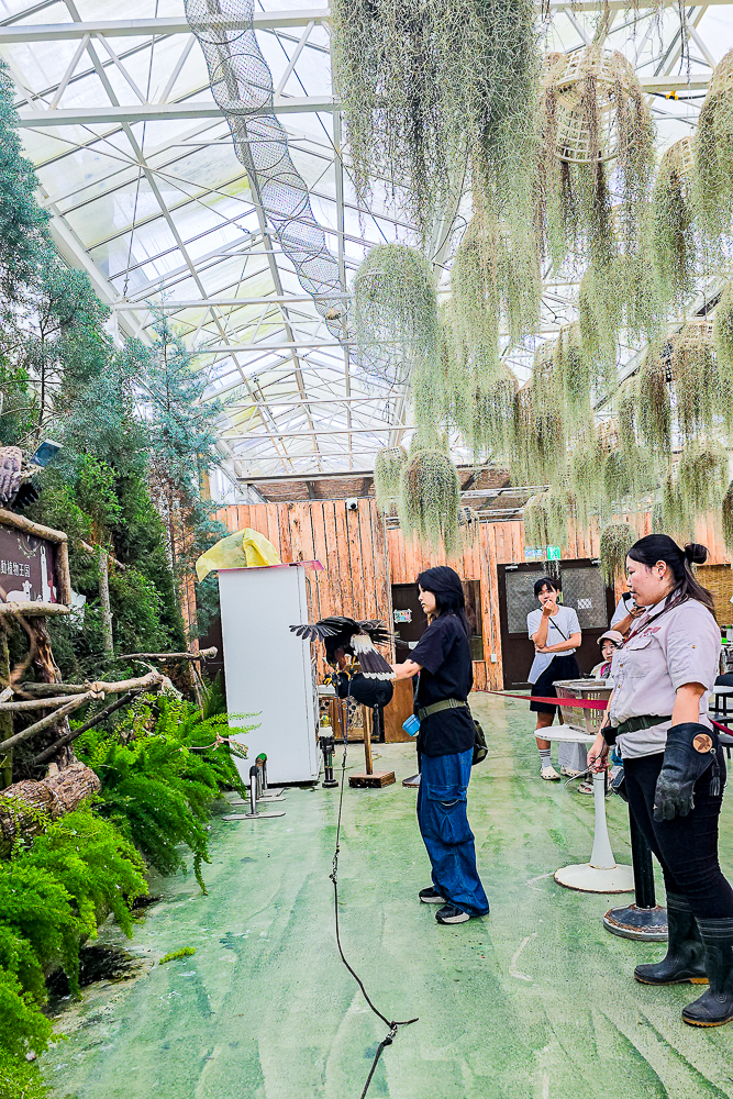 宜蘭蘭陽動植物王國|馴鷹體驗營~超近距離與水豚、袋鼠、羊駝、鸚鵡互動!茶杯豬、貓咪咖啡廳一次玩 @史努比遊樂園 @史努比遊樂園