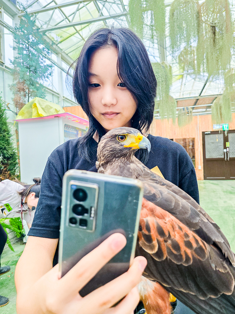 宜蘭蘭陽動植物王國|馴鷹體驗營~超近距離與水豚、袋鼠、羊駝、鸚鵡互動!茶杯豬、貓咪咖啡廳一次玩 @史努比遊樂園 @史努比遊樂園