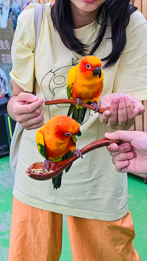 宜蘭蘭陽動植物王國|馴鷹體驗營~超近距離與水豚、袋鼠、羊駝、鸚鵡互動!茶杯豬、貓咪咖啡廳一次玩 @史努比遊樂園 @史努比遊樂園
