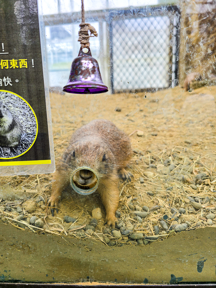 宜蘭蘭陽動植物王國|馴鷹體驗營~超近距離與水豚、袋鼠、羊駝、鸚鵡互動!茶杯豬、貓咪咖啡廳一次玩 @史努比遊樂園 @史努比遊樂園