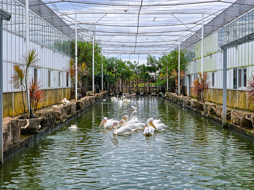 宜蘭蘭陽動植物王國|馴鷹體驗營~超近距離與水豚、袋鼠、羊駝、鸚鵡互動!茶杯豬、貓咪咖啡廳一次玩 @史努比遊樂園 @史努比遊樂園