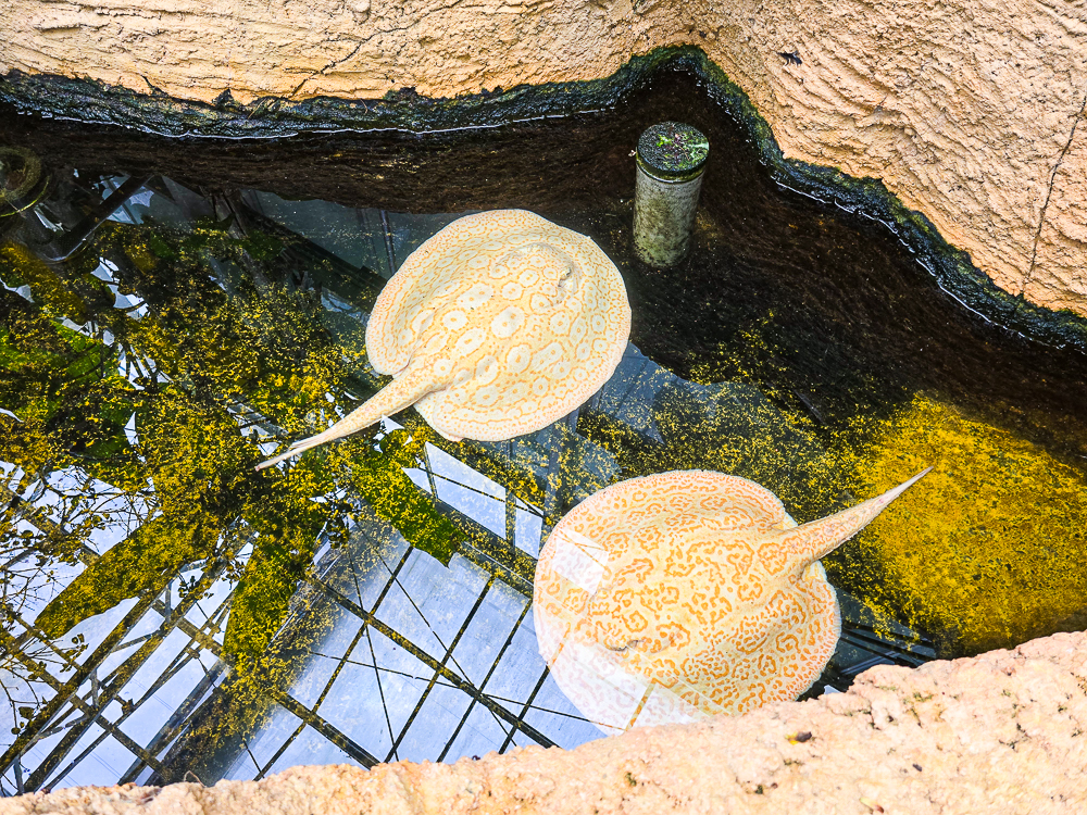 宜蘭蘭陽動植物王國|馴鷹體驗營~超近距離與水豚、袋鼠、羊駝、鸚鵡互動!茶杯豬、貓咪咖啡廳一次玩 @史努比遊樂園 @史努比遊樂園