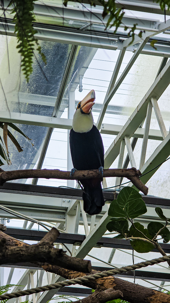 宜蘭蘭陽動植物王國|馴鷹體驗營~超近距離與水豚、袋鼠、羊駝、鸚鵡互動!茶杯豬、貓咪咖啡廳一次玩 @史努比遊樂園 @史努比遊樂園