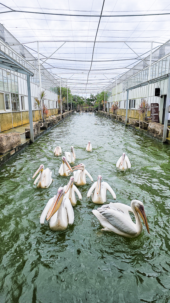 宜蘭蘭陽動植物王國|馴鷹體驗營~超近距離與水豚、袋鼠、羊駝、鸚鵡互動!茶杯豬、貓咪咖啡廳一次玩 @史努比遊樂園 @史努比遊樂園