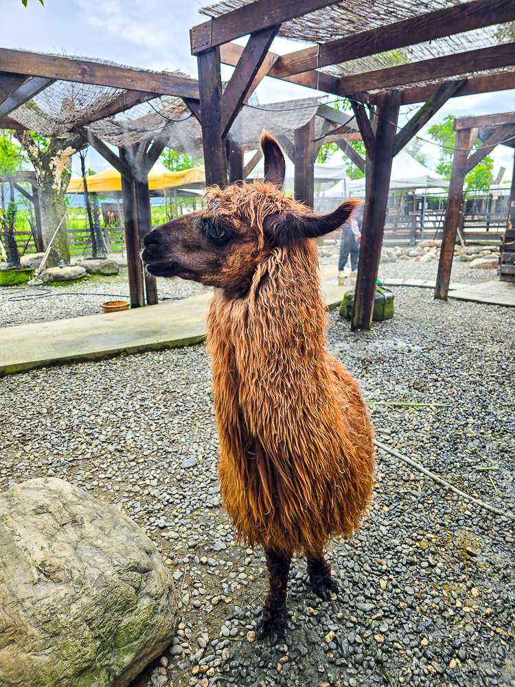 宜蘭蘭陽動植物王國|馴鷹體驗營~超近距離與水豚、袋鼠、羊駝、鸚鵡互動!茶杯豬、貓咪咖啡廳一次玩 @史努比遊樂園 @史努比遊樂園