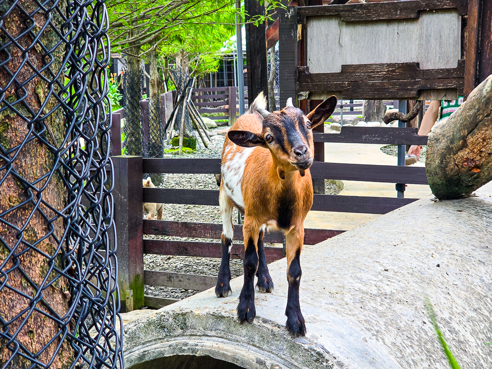 宜蘭蘭陽動植物王國|馴鷹體驗營~超近距離與水豚、袋鼠、羊駝、鸚鵡互動!茶杯豬、貓咪咖啡廳一次玩 @史努比遊樂園 @史努比遊樂園